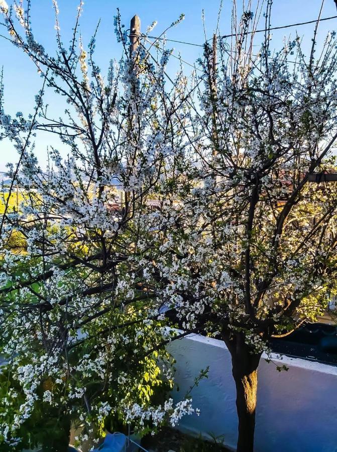 West Garden At Aigio By Greece Apartments מראה חיצוני תמונה